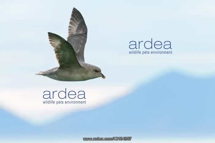 : Northern Fulmar : Northern Fulmar