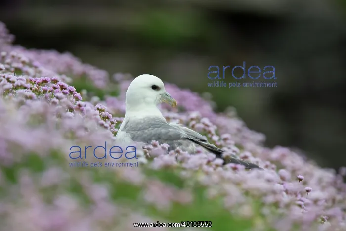 : Northern Fulmar : Northern Fulmar