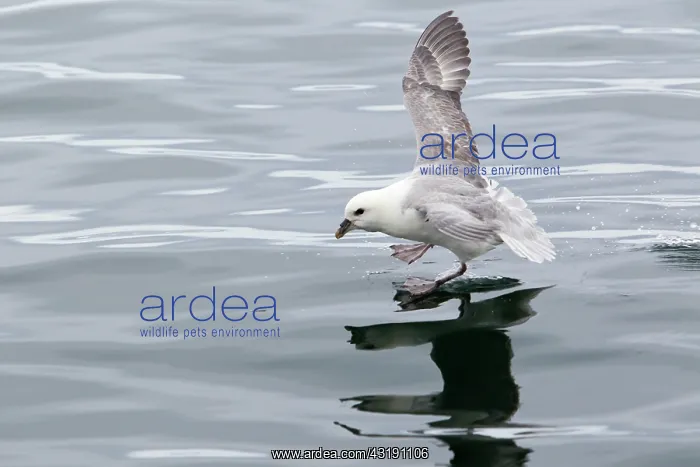 : Northern Fulmar : Northern Fulmar