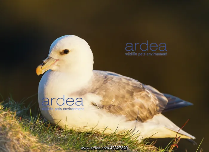 : Northern Fulmar : Northern Fulmar