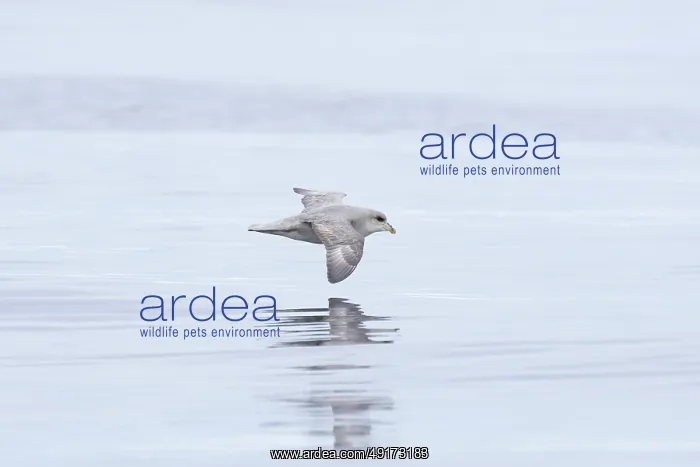  : Northern Fulmar