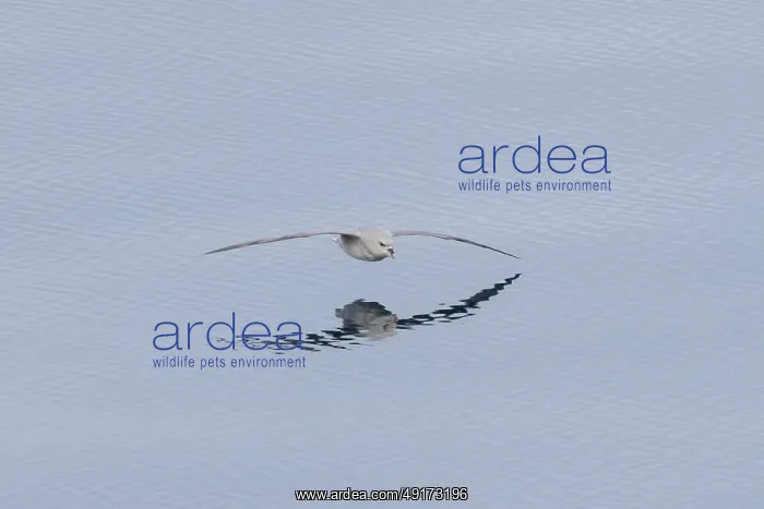  : Northern Fulmar