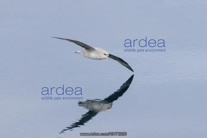  : Northern Fulmar