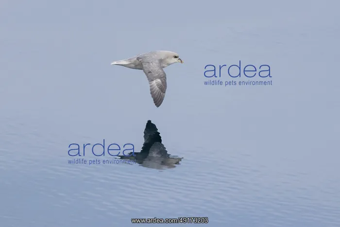  : Northern Fulmar