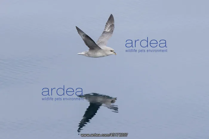  : Northern Fulmar