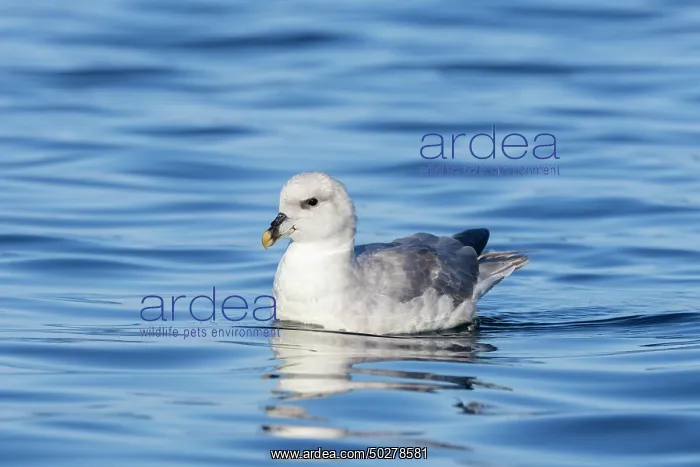 : Northern Fulmar : Northern Fulmar
