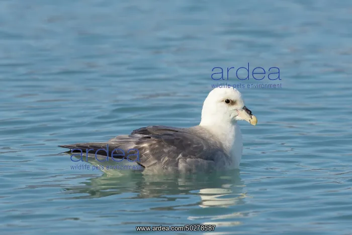 : Northern Fulmar : Northern Fulmar
