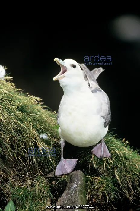 : Northern FULMAR - adult bird calling : Northern FULMAR - adult bird calling