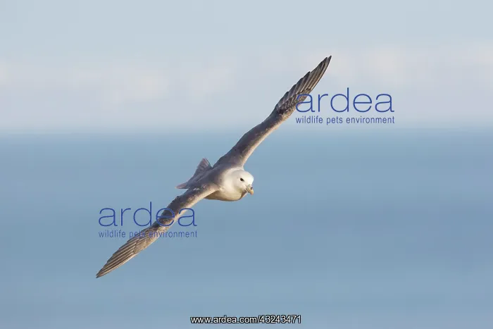 : Northern Fulmar adult bird in flight Iceland : Northern Fulmar adult bird in flight Iceland