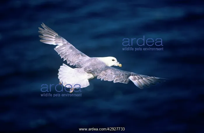 : Northern FULMAR - adult bird in flight at sea : Northern FULMAR - adult bird in flight at sea