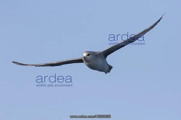 : Northern Fulmar - adult bird in flight - Svalbard, Norway : Northern Fulmar - adult bird in flight - Svalbard, Norway