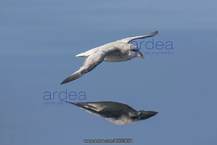 : Northern Fulmar - adult bird in flight - Svalbard, Norway : Northern Fulmar - adult bird in flight - Svalbard, Norway