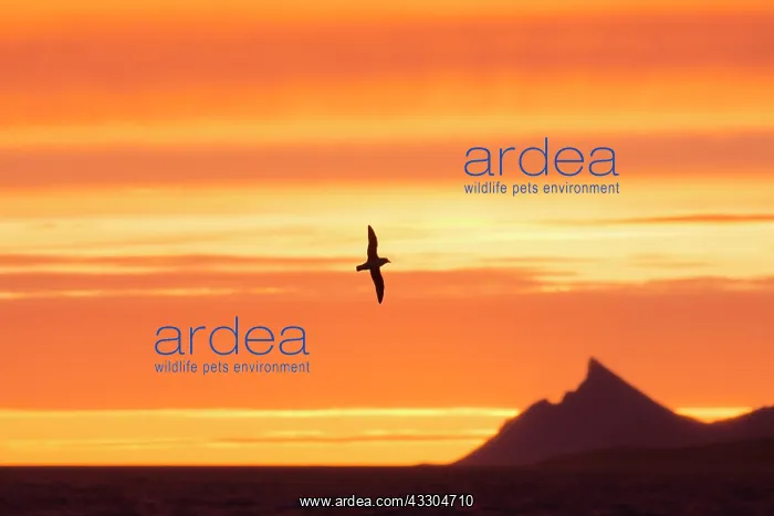 : Northern Fulmar - adult bird in flight - Svalbard : Northern Fulmar - adult bird in flight - Svalbard