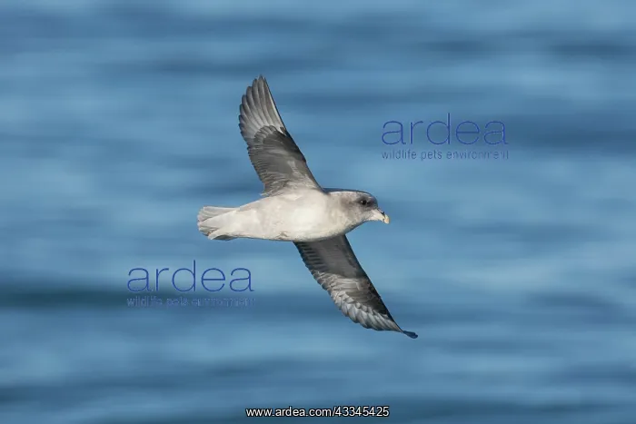 : Northern Fulmar - adult bird in flight - Svalbard : Northern Fulmar - adult bird in flight - Svalbard