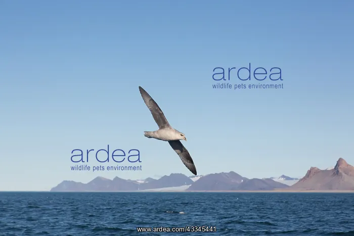 : Northern Fulmar - adult bird in flight - Svalbard : Northern Fulmar - adult bird in flight - Svalbard
