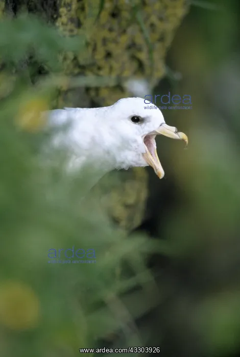 : NORTHERN FULMAR - calling : NORTHERN FULMAR - calling