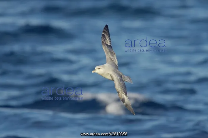 : Northern Fulmar (Dark Morph) - In flight over sea : Northern Fulmar (Dark Morph) - In flight over sea