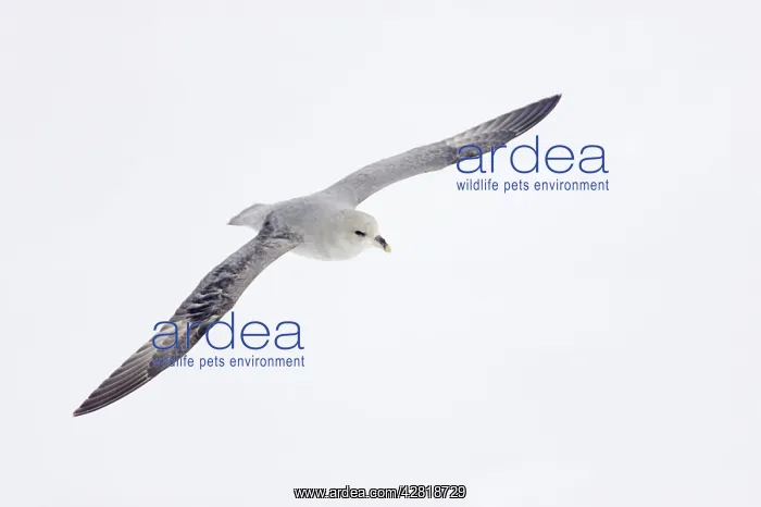 : Northern Fulmar (Dark Morph) - In flight over sea ice : Northern Fulmar (Dark Morph) - In flight over sea ice