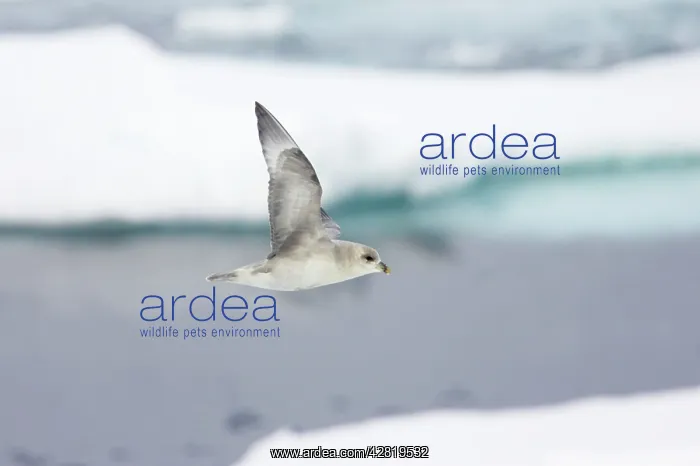 : Northern Fulmar (Dark Morph) - In flight over sea ice : Northern Fulmar (Dark Morph) - In flight over sea ice
