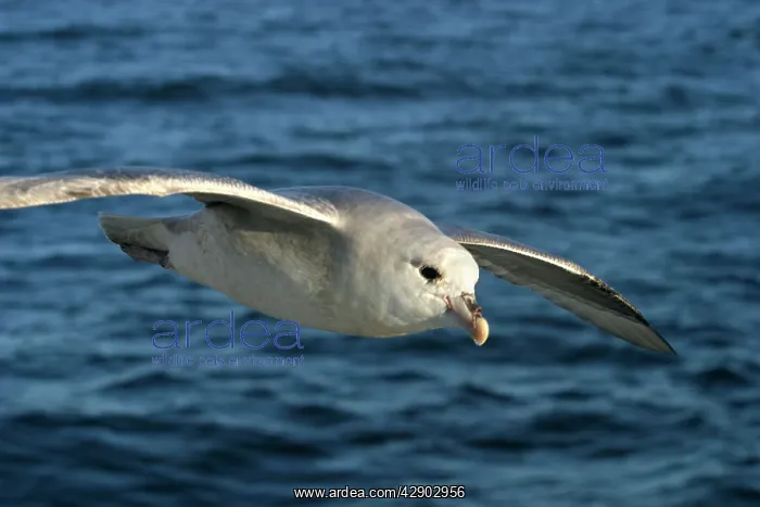 : Northern Fulmar - in flight : Northern Fulmar - in flight