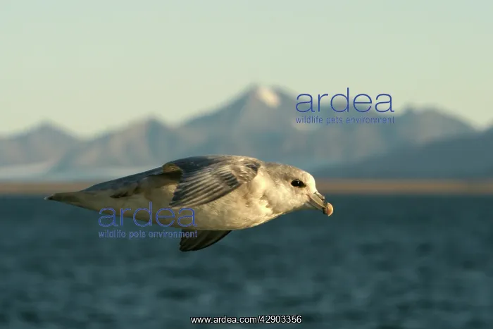 : Northern Fulmar - in flight : Northern Fulmar - in flight
