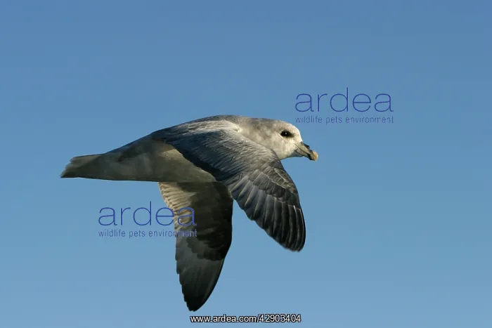 : Northern Fulmar - in flight : Northern Fulmar - in flight