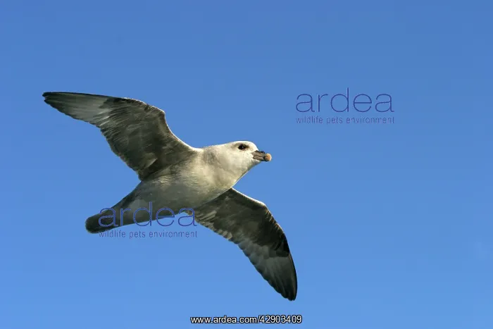 : Northern Fulmar - in flight : Northern Fulmar - in flight