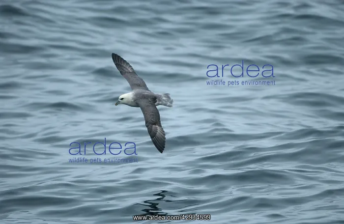 : Northern Fulmar - in flight : Northern Fulmar - in flight