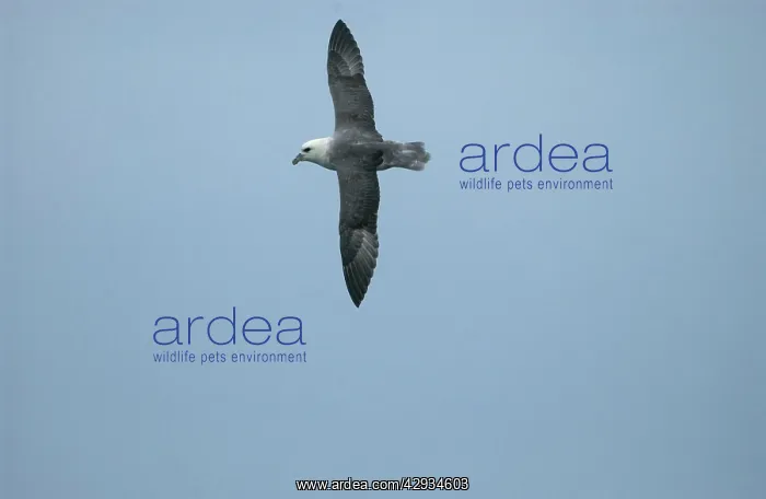 : Northern Fulmar - in flight : Northern Fulmar - in flight