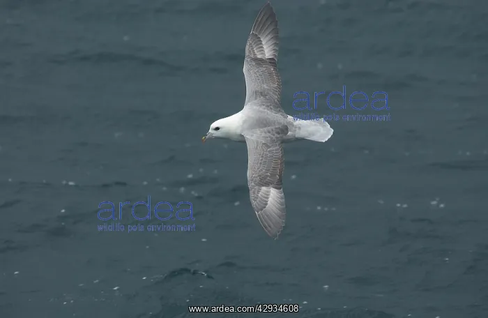 : Northern Fulmar - in flight : Northern Fulmar - in flight