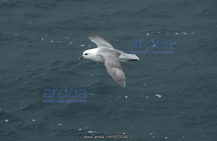 : Northern Fulmar - in flight : Northern Fulmar - in flight