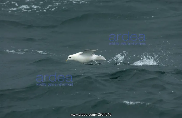 : Northern Fulmar - in flight : Northern Fulmar - in flight