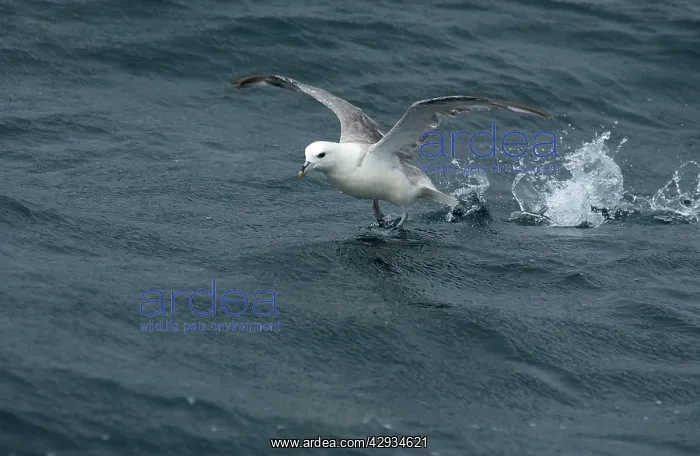 : Northern Fulmar - in flight : Northern Fulmar - in flight