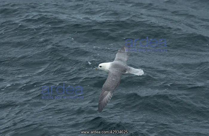 : Northern Fulmar - in flight : Northern Fulmar - in flight