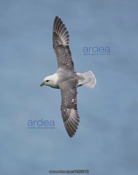 : Northern Fulmar - in flight : Northern Fulmar - in flight