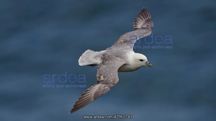 : Northern Fulmar - in flight : Northern Fulmar - in flight