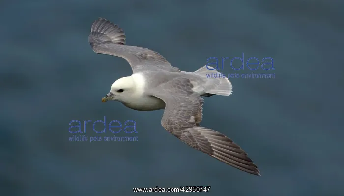 : Northern Fulmar - in flight : Northern Fulmar - in flight