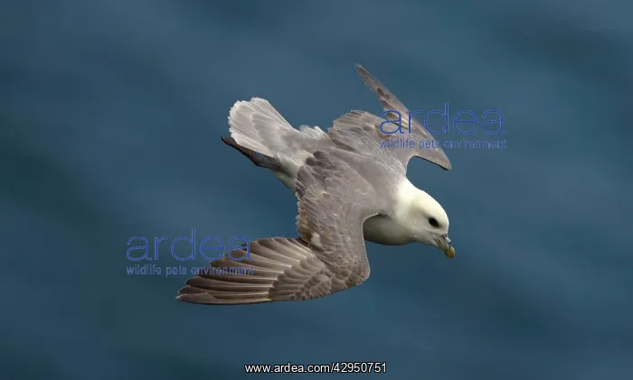 : Northern Fulmar - in flight : Northern Fulmar - in flight