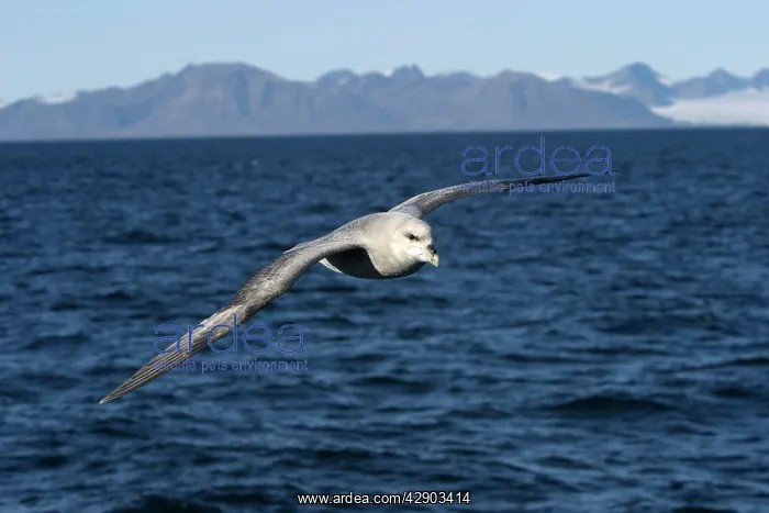 : Northern Fulmar - in flight, at sea : Northern Fulmar - in flight, at sea
