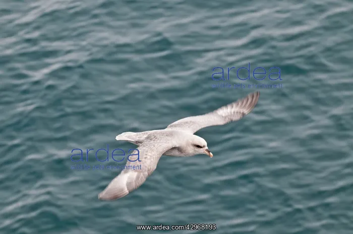 : Northern Fulmar - Flying over sea - : Northern Fulmar - Flying over sea -