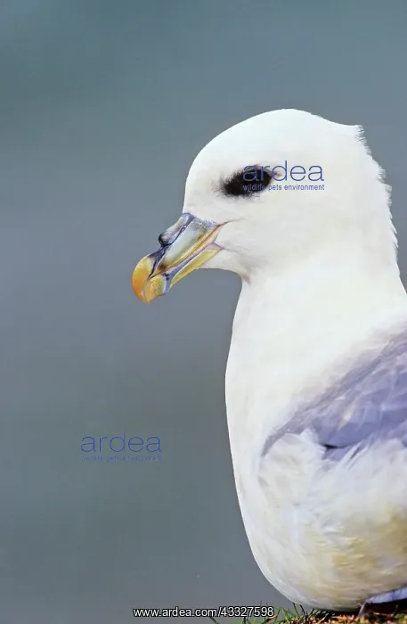 : Northern Fulmar (Fulmarus glacialis). Its : Northern Fulmar (Fulmarus glacialis). Its