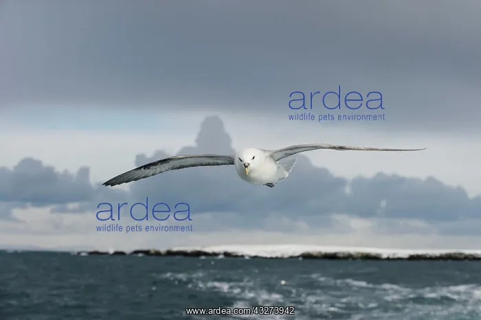 : Northern Fulmar (Fulmarus glacialis) adult, in flight : Northern Fulmar (Fulmarus glacialis) adult, in flight