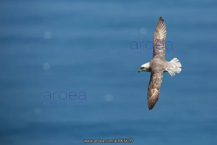 : Northern Fulmar (Fulmarus glacialis) in flight : Northern Fulmar (Fulmarus glacialis) in flight