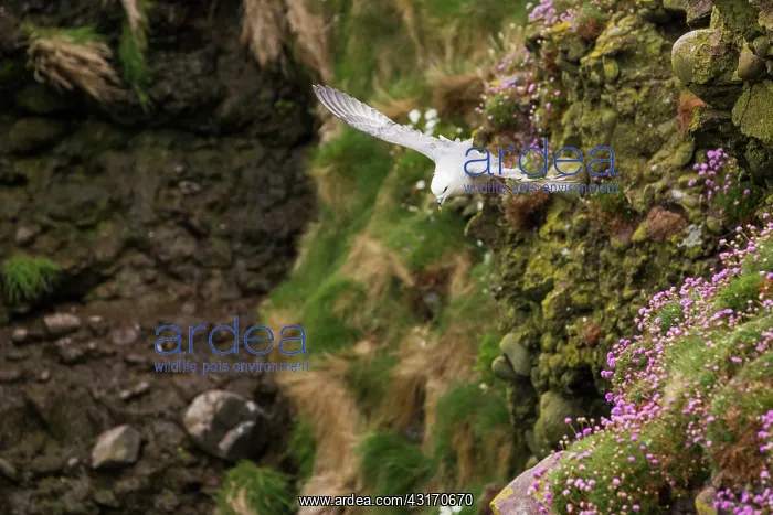 : Northern Fulmar (Fulmarus glacialis) in flight : Northern Fulmar (Fulmarus glacialis) in flight