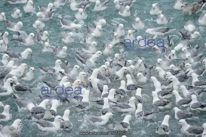 : Northern Fulmar (Fulmarus glacialis) flock, feeding : Northern Fulmar (Fulmarus glacialis) flock, feeding