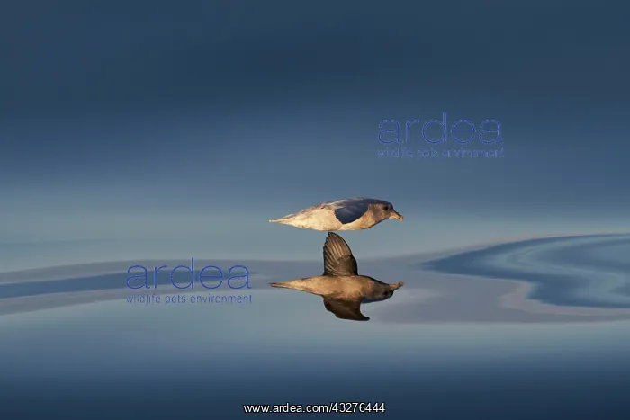 : Northern fulmar, also or (Fulmarus glacialis), gliding : Northern fulmar, also or (Fulmarus glacialis), gliding