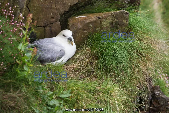 : Northern Fulmar (Fulmarus glacialis) at nest, Scotland : Northern Fulmar (Fulmarus glacialis) at nest, Scotland