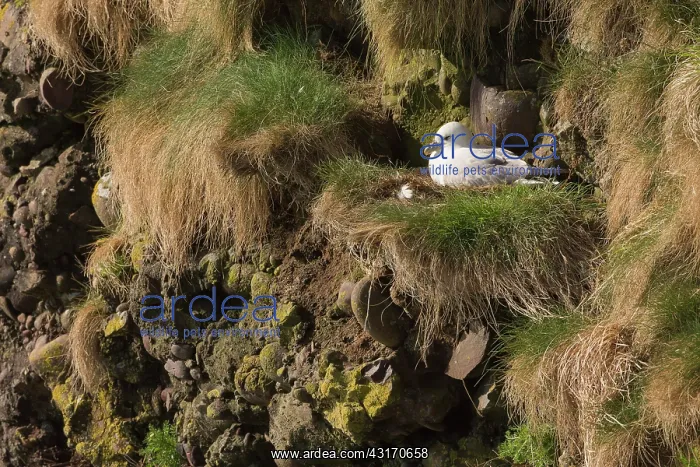 : Northern Fulmar (Fulmarus glacialis) at nest, Scotland : Northern Fulmar (Fulmarus glacialis) at nest, Scotland