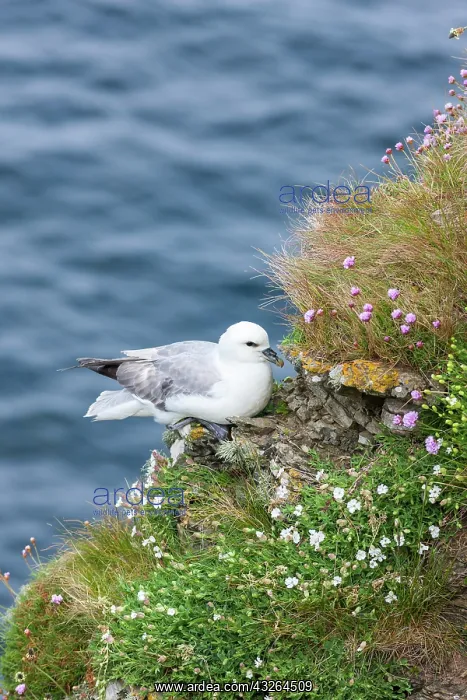 : Northern Fulmar (Fulmarus glacialis), Noup : Northern Fulmar (Fulmarus glacialis), Noup