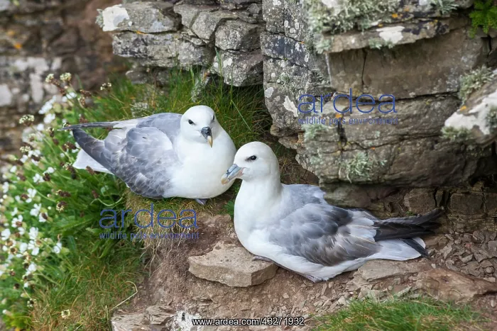 : Northern Fulmar (Fulmarus glacialis), Noup : Northern Fulmar (Fulmarus glacialis), Noup